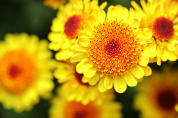 yellow flower close up