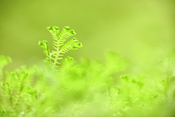 grass close up in morning