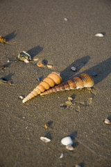shells on the beach