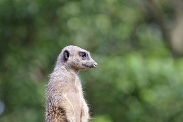 ミーアキャット