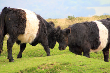 Bullocks playing on Bonehill Down, Dartmoor