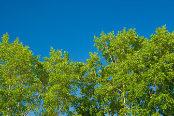 Fototapeta premium Foliage against the sky