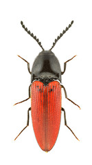 Ampedus rufipennis