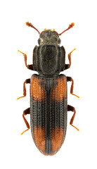 Bitoma crenata