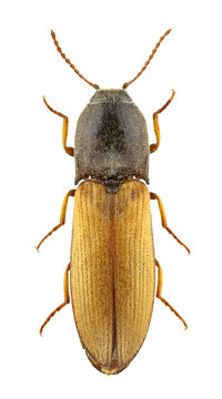 Agriotes ustulatus