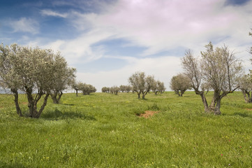 Olivar