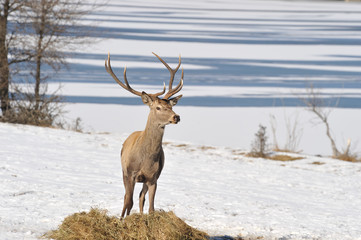 deer with big horns
