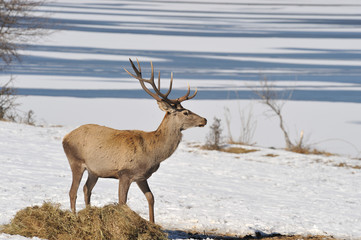 deer in winter