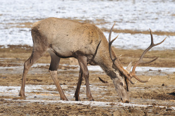 deer in winter