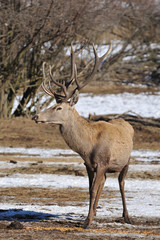 Naklejka na ściany i meble deer with big horns