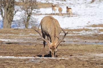 deer