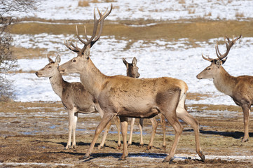 deer