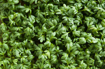 Obraz premium Gartenkresse