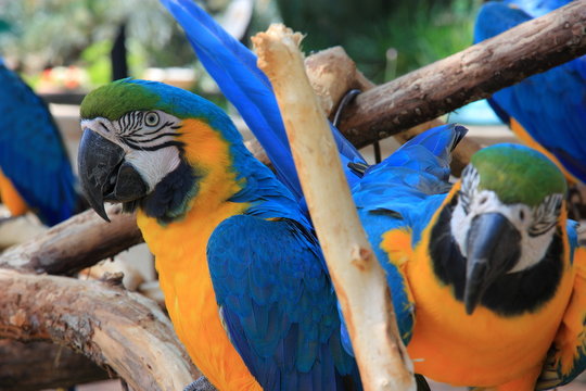 Two Mecaw's Playing