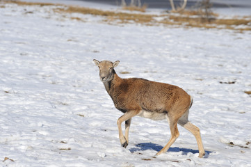 Obraz premium moufflon in winter