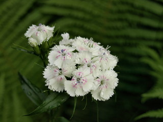 Bartnelke / Dianthus barbatus
