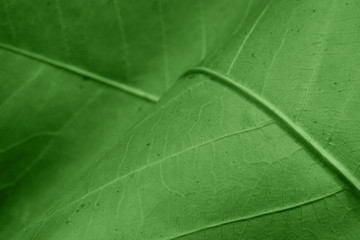 Abstract green leaf background
