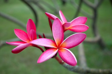 Fototapeta premium Plumeria flowers