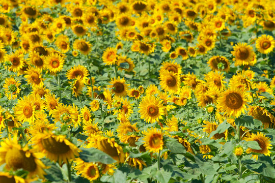 Yellow sunflowers field