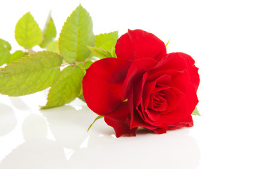 One beautiful red rose over white background