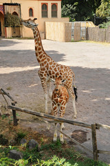 giraffe