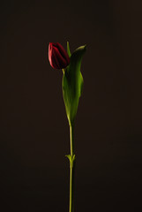 Rote Tulpe