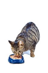 hungry cat eating from the food bowl