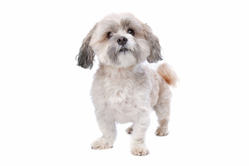 shih tzu