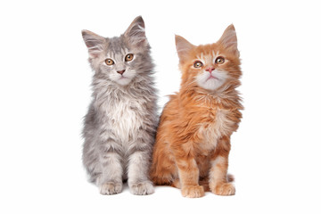 Obraz premium two main coon kittens