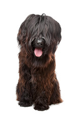 Briard, Berger de Brie, Berger Briard