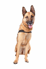 Obraz premium German Shepherd dog