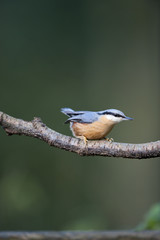 Nuthatch (Sitta europaea)