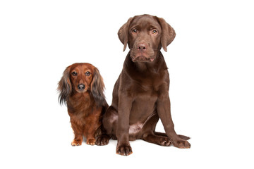 Dachshund and a chocolate labrador pup isolated on white