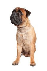 Bullmastiff