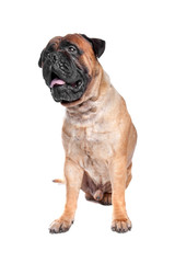 Obraz premium Bullmastiff