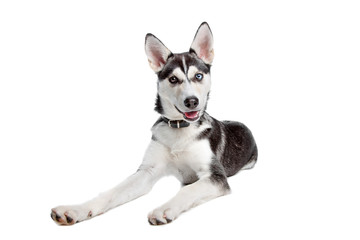 mixed breed, American Indian Dog, husky puppy