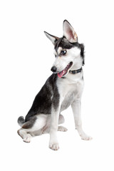 mixed breed, American Indian Dog, husky puppy