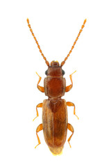 Placonotus testaceus