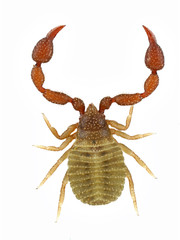 pseudoscorpion