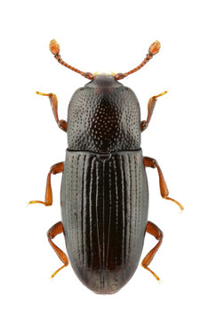 Cerylon histeroides