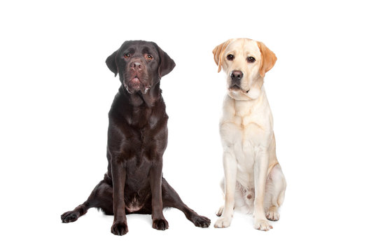 Two Labrador Retrievers