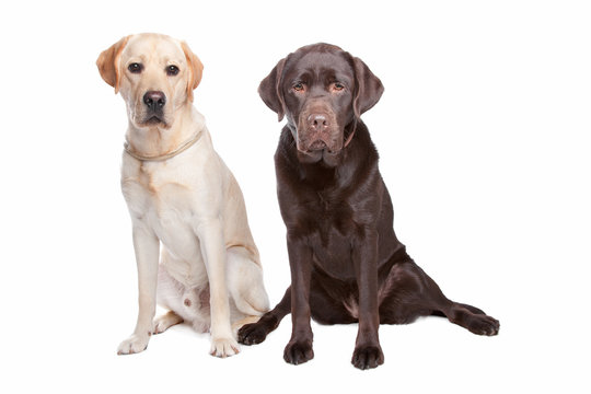 Two Labrador Retrievers