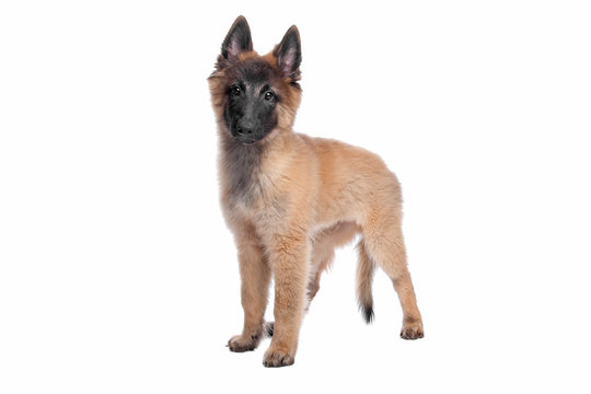 Belgian Shepherd (Tervuren) Puppy