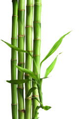 Fototapeta na wymiar bamboo isolated