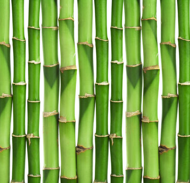 bamboo background isolated