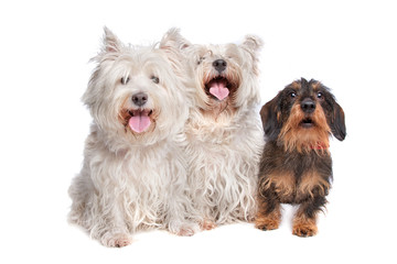 two west highland white terrier and a wire haired dachshund