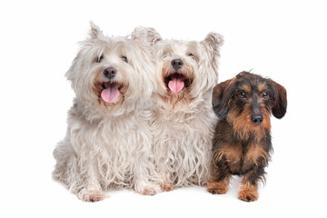 two west highland white terrier and a wire haired dachshund
