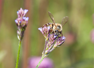 Macro of bee on small purple flower detail