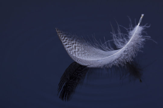 Macro of feather on water bluue ripple pattern