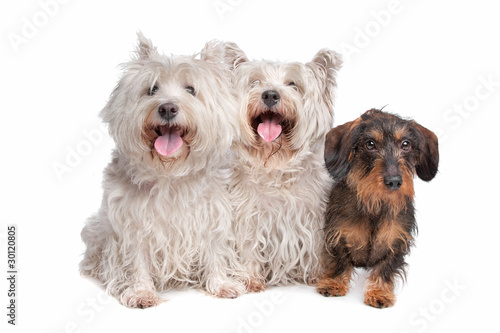 Two West Highland White Terrier And A Wire Haired Dachshund Stock
